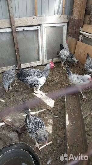 Куры несушки