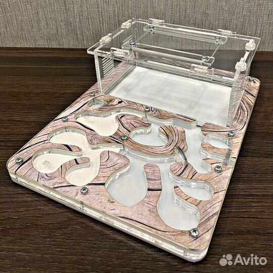 Муравьиная ферма. Муравьи