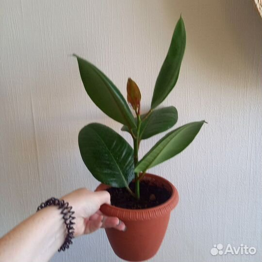 Фикус.Мушмула