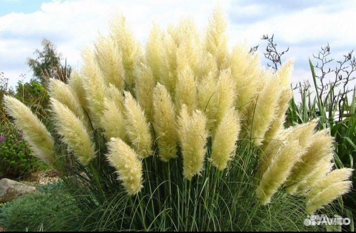 Кортадерия рассада