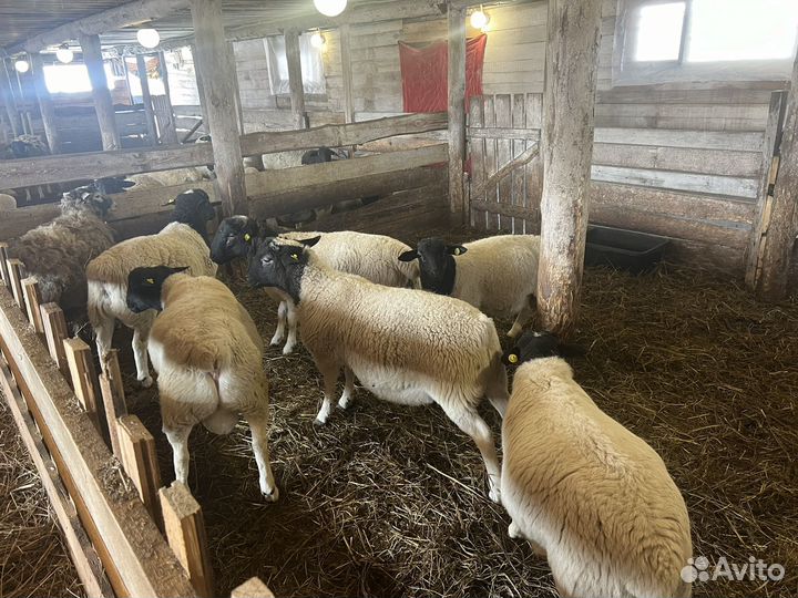 Бараны Дорпер