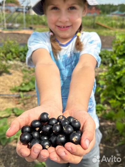 Саженцы черной смородины голубка
