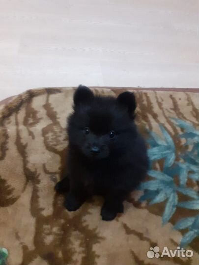 Немецкий шпиц