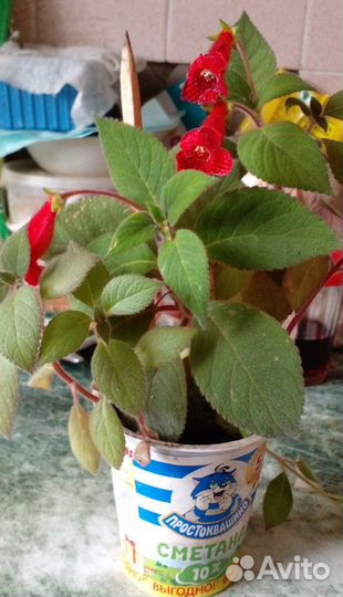 Цветок. Калерия. Колерия. Цветы