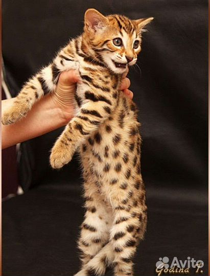 Бенгальская