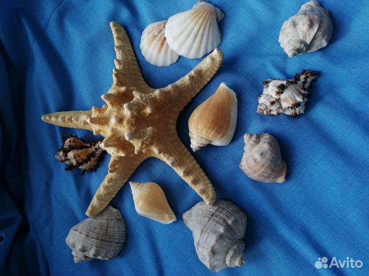 Морские ракушки раковины, морская звезда