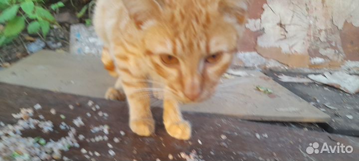 Котик рыжий