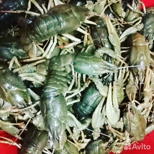 Раки живые и варёные