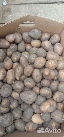 Картофель