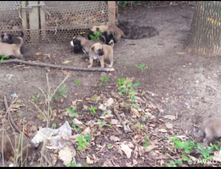 Подарю щенков