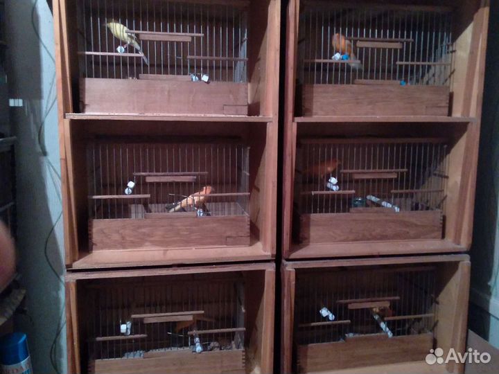 Канарейки другие птицы