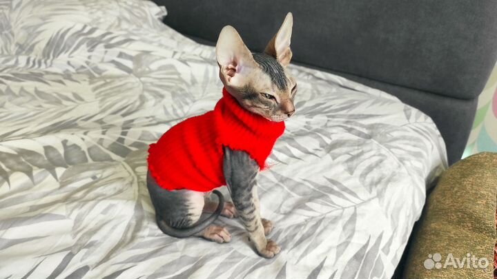 Донской сфинкс. Девочка. 2+ мес