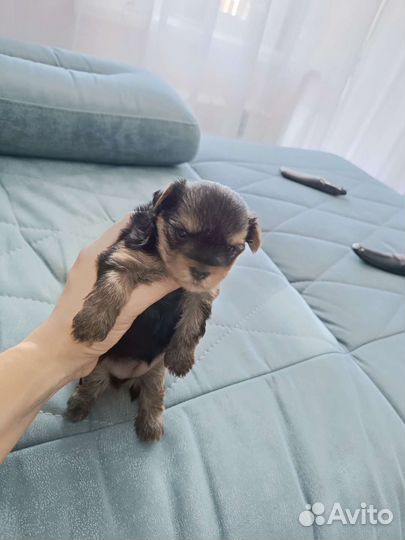 Йоркширский терьер мини беби фейс щенки