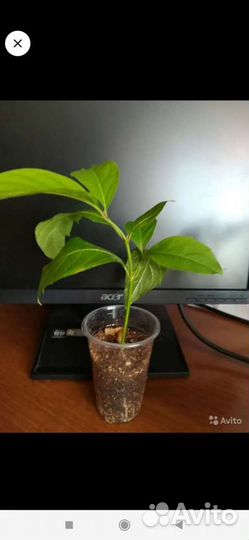 Цитарексилум