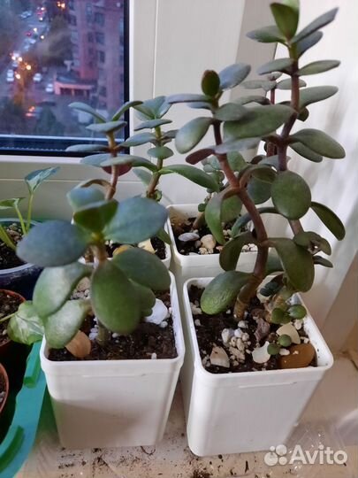 Суккуленты