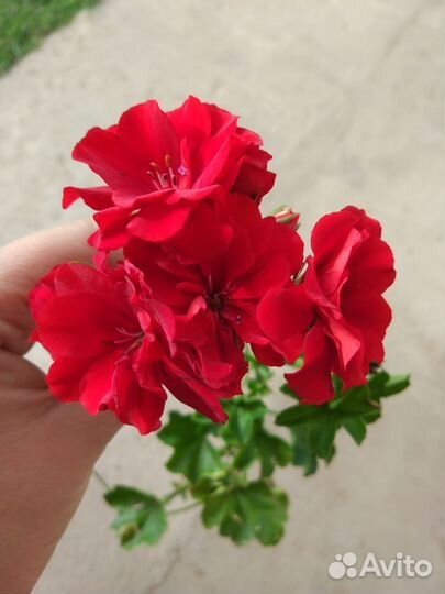 Герань пеларгония плющелистная red sibil