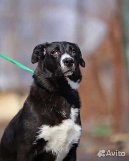 Собаки бесплатно в добрые руки