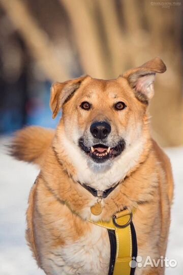Мишка ищет хозяев. Собака в добрае руки