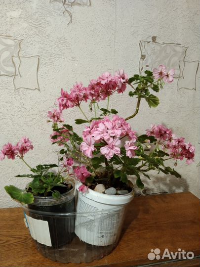 Комнатные цветы