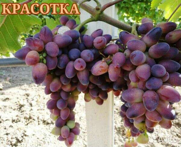 Саженцы столового винограда