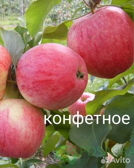 Саженцы яблони