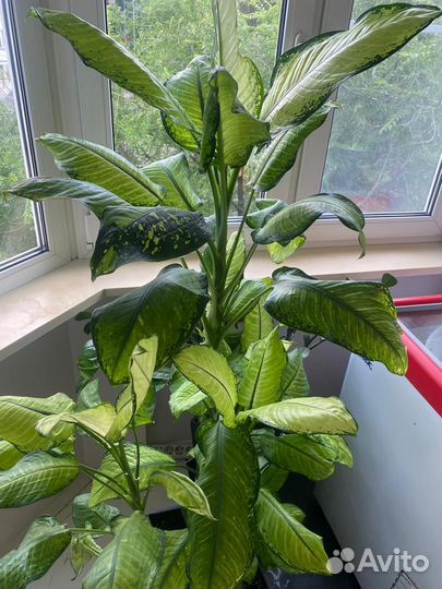 Диффенбахия