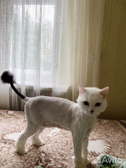 Стрижка собак и кошек (Грумер, Ветеринар)