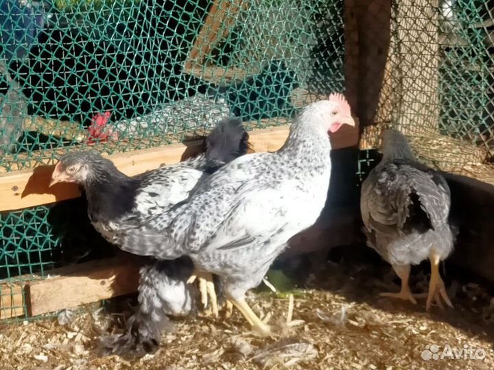 Цыплята Борковская барвистая