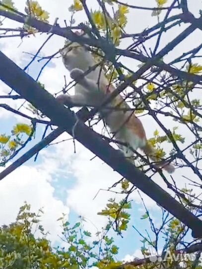 Канатоходец