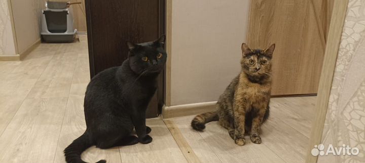 Работа по поиску кота