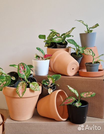 Аглаонема мини микс Aglaonema