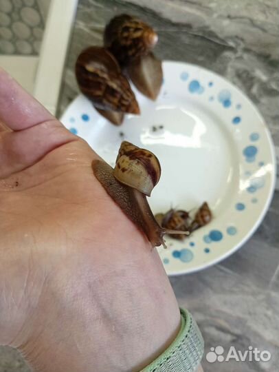 Улитки ахатины