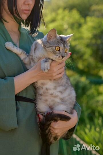 Кошечка метис шотландской