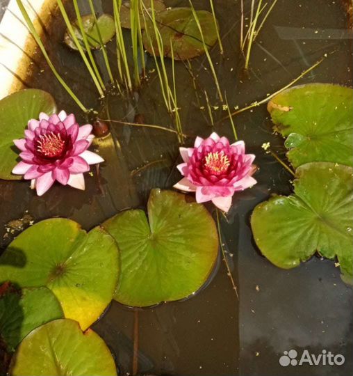 Нимфеи для пруда