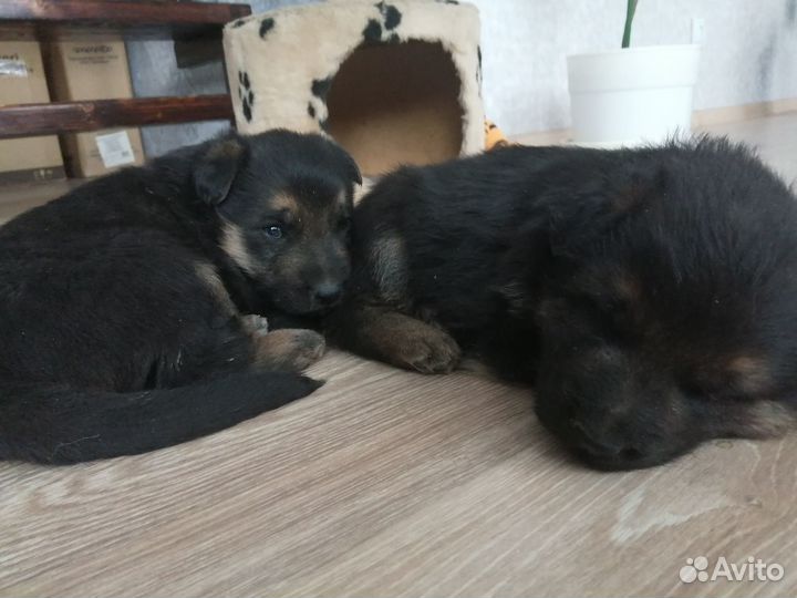 Щенки немецкой овчарки