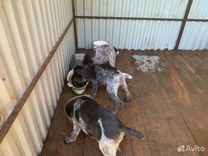 Щенки Дратхаара