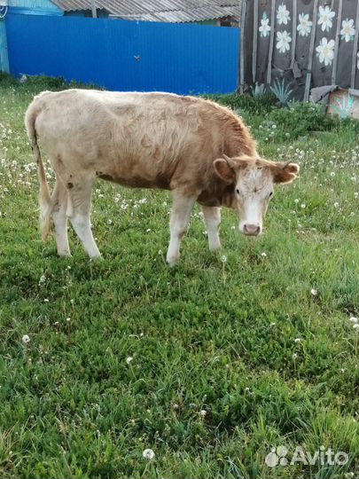 Телки стельные