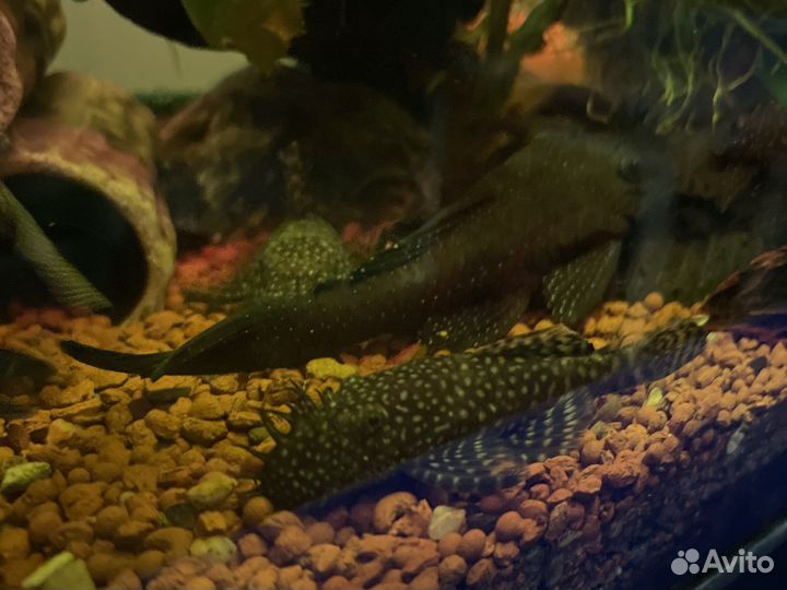 Сомики анциструсы