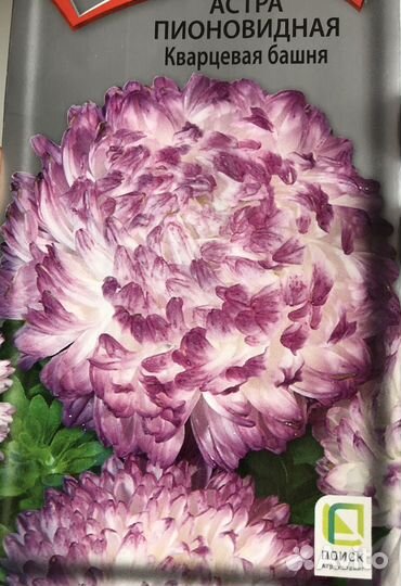 Рассада цветов астра