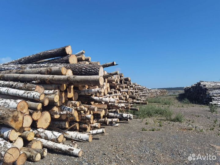 Лес кругляк сосна