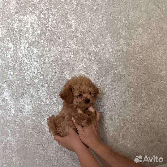 Крошечный малыш мальтипу f1 micro