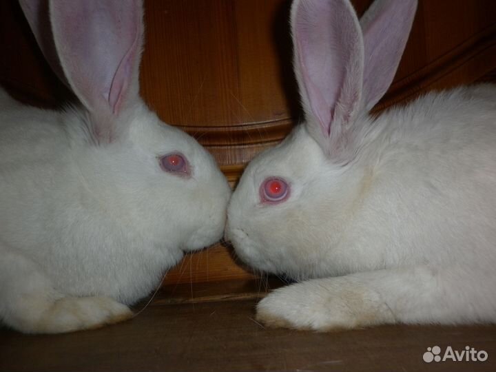 Кролики 