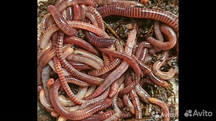 Дендробена (червь для рыбалки)