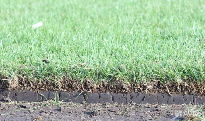 Рулонный газон, укладка рулонного газона