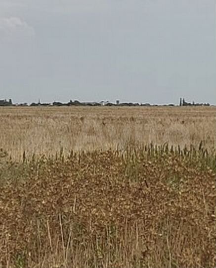 Участок 14,59 га (СНТ, ДНП)