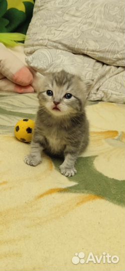 Британская порода