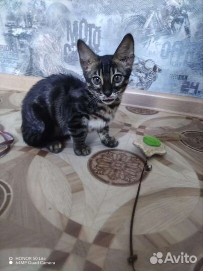 Бенгальский котик