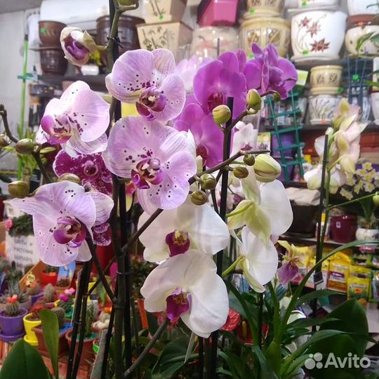 Орхидеи