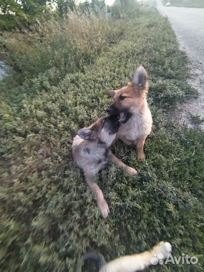 Щенок в добрые руки