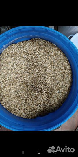 Ячменный солод